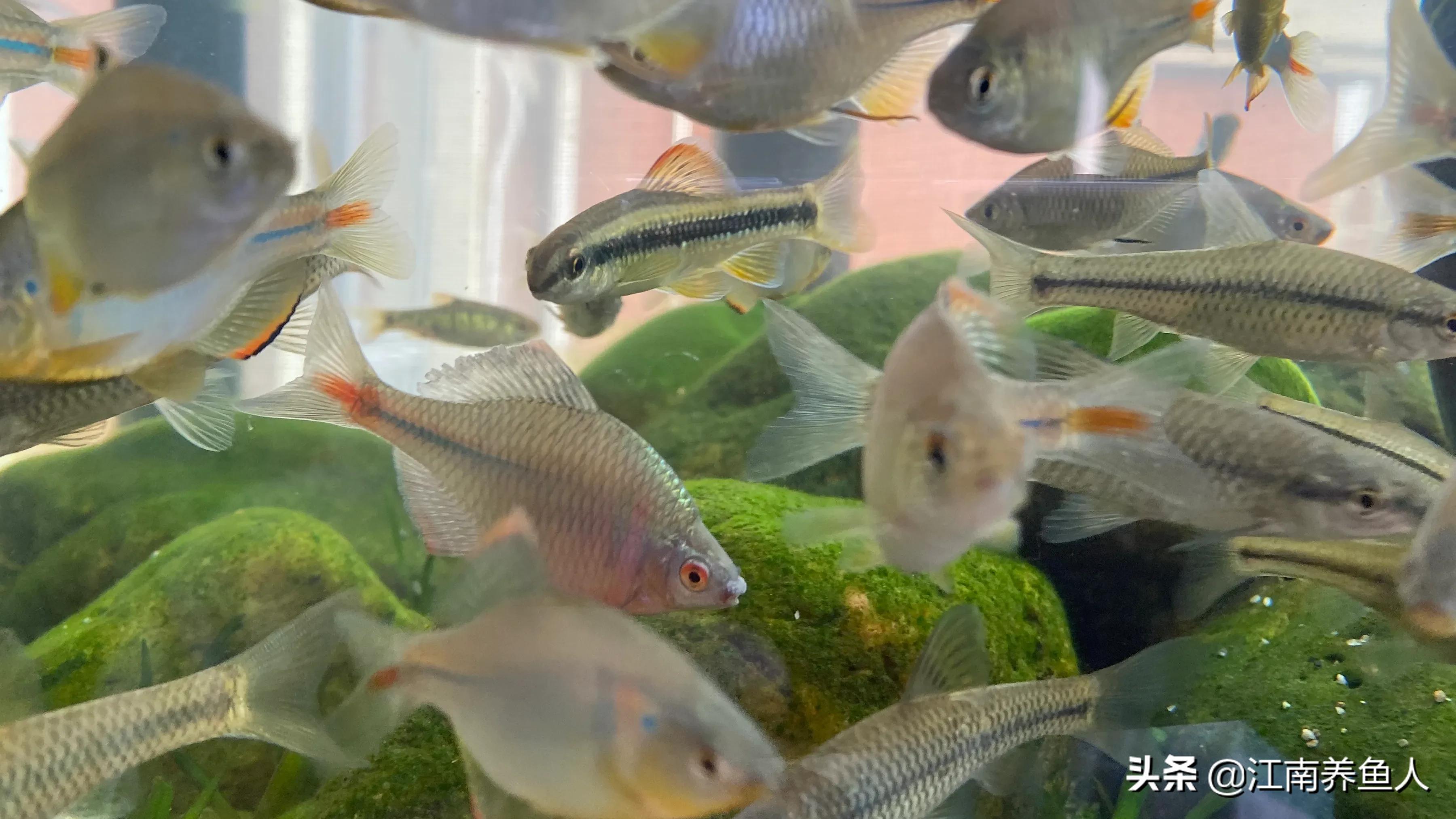 如何正确清理鱼缸里的藻类,鱼缸藻类的一些基础治疗方法