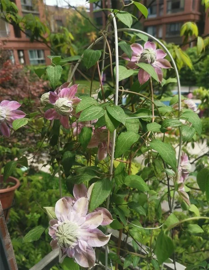 盆栽花发蔫什么原因,买回来的花很快就蔫的原因