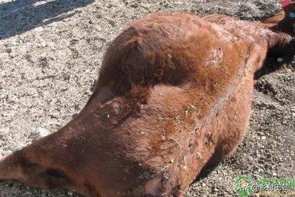 怎样预防牛胀气呢,牛胀气的防治