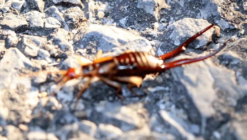 床上有小白虫怎么消灭最彻底,卫生间小黑虫怎么消灭最彻底