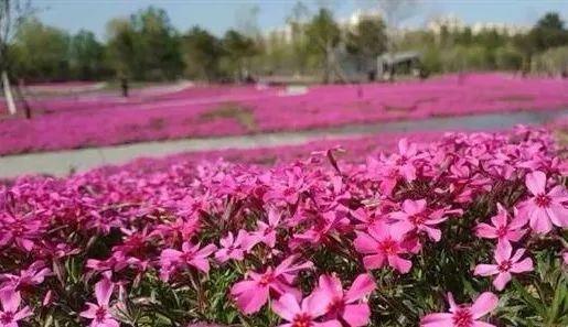 附近免费景点踏青网红打卡地,北京周边的四季花海