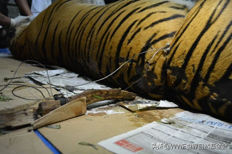 守护王者归来，邀你来画虎