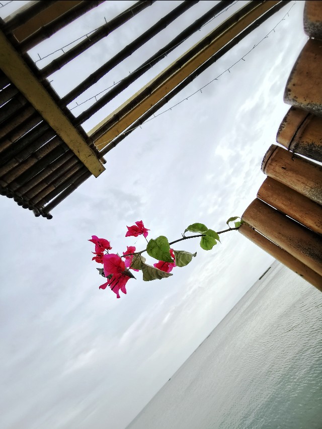 我是花痴，我花心（苏州西山行之一）