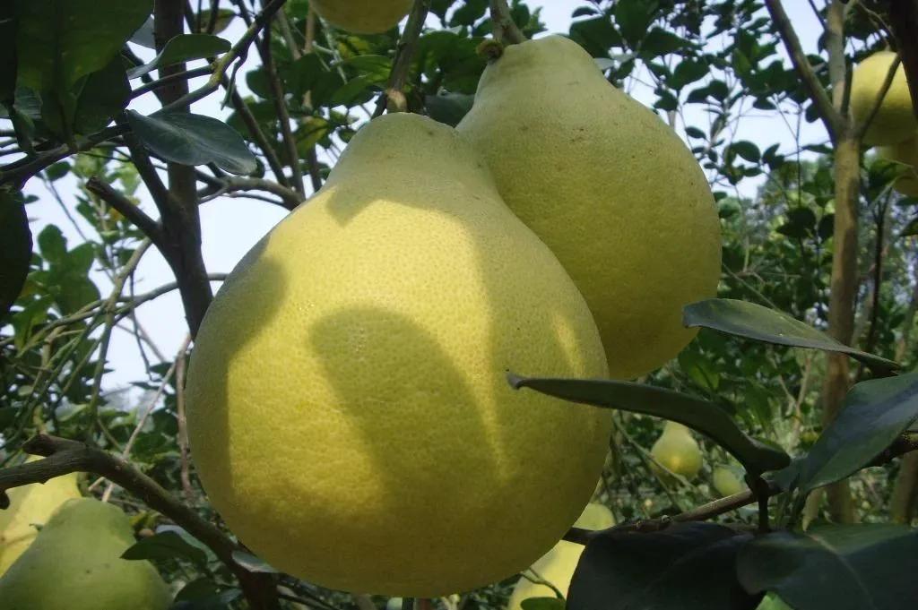 沙田柚种植管理技术,沙田柚有什么特征