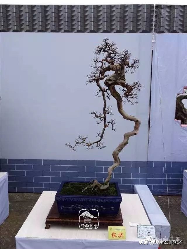 以根代杆下细上粗式盆景图片,各种老根盆景