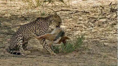 胡狼“大帝”：比平头哥胆子还大的非洲蹭饭王