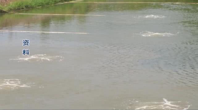 蓝藻水华怎么用,蓝藻水华介绍