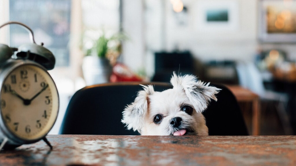狗狗老是吃垃圾怎么制止,狗狗8大坏习惯你家狗狗总占一样
