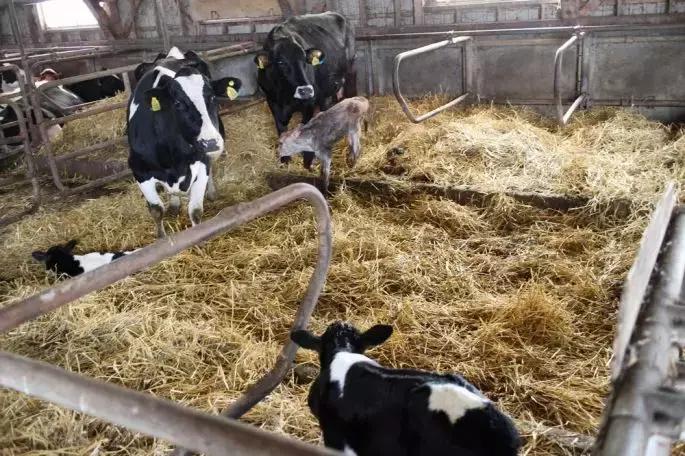 全球气候变暖对荷兰的影响,全球变暖会对荷兰产生怎样的影响