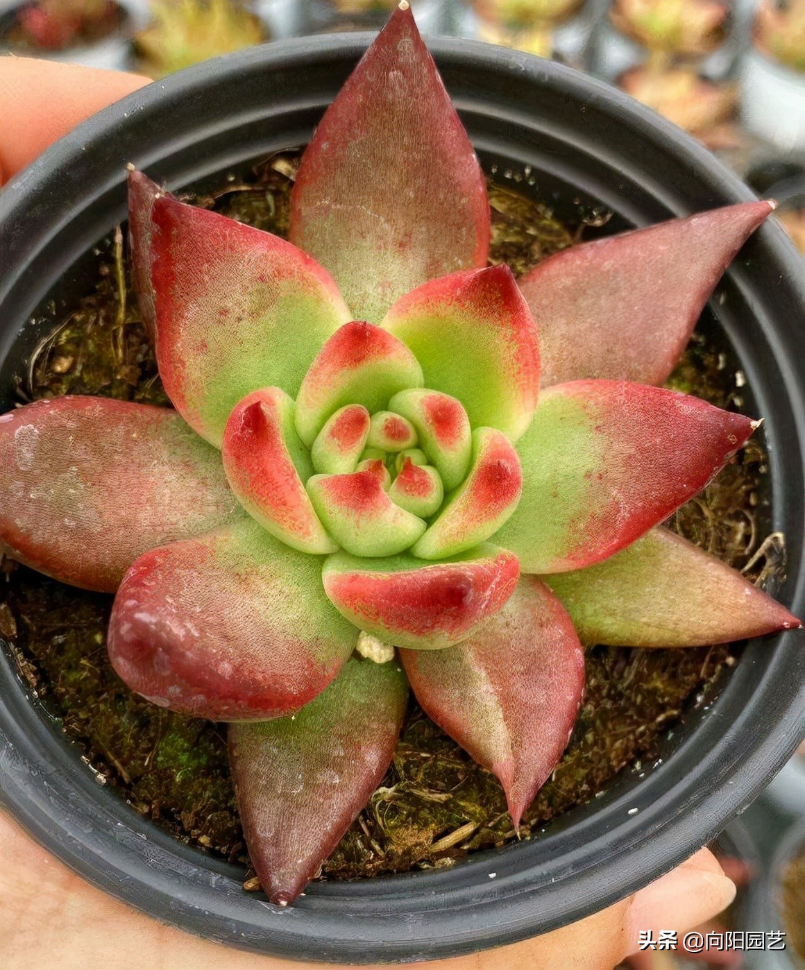 新手养多肉适合买哪些品种,夏季好养活的多肉品种图片