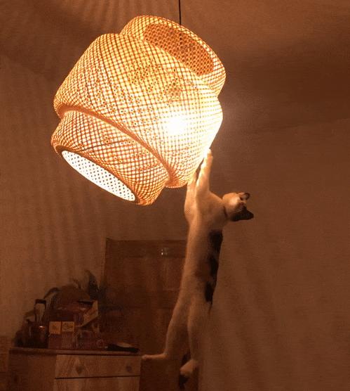 俄罗斯猫敢惹吗,俄罗斯猫有多凶猛