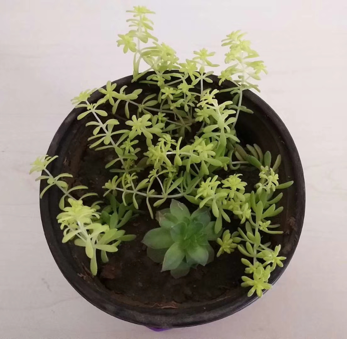 多肉一棵小苗就长成一株吗,多肉黄金草有毒吗