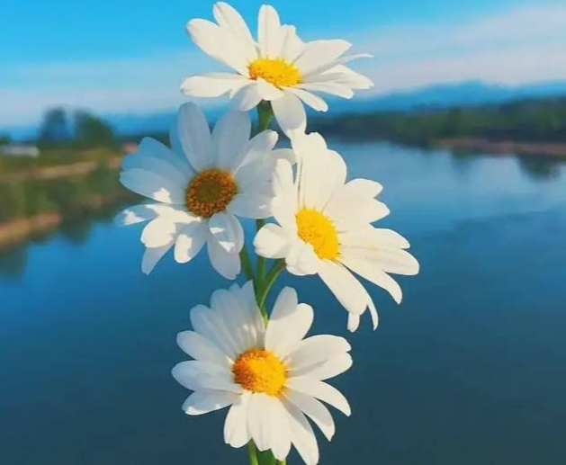 长期便秘怎么办才好,长期便秘会得癌吗