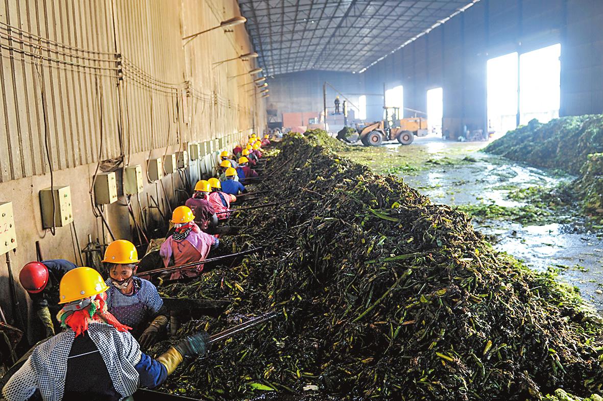 原本在我国泛滥成灾的水葫芦,曾经泛滥的水葫芦现在怎么样