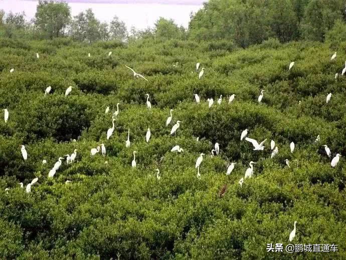 深圳周边适合10-15人玩乐的地方,深圳周边两天一夜的旅游地方推荐