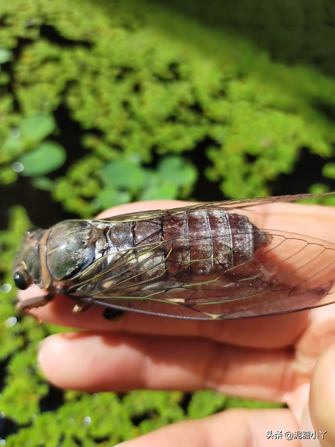 农村常见六种虫子,农村最常见的五种危险虫子