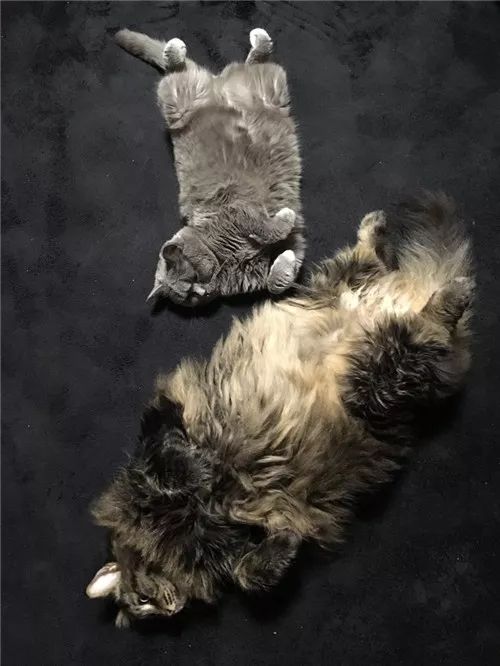 老板，这圆滚滚地怎么恢复出厂设置，说好的小可爱呢？