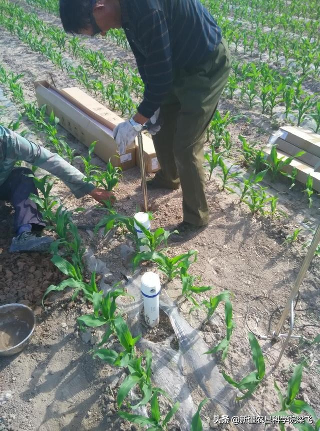 农村盐碱土地怎么处理,耕地盐碱化治理