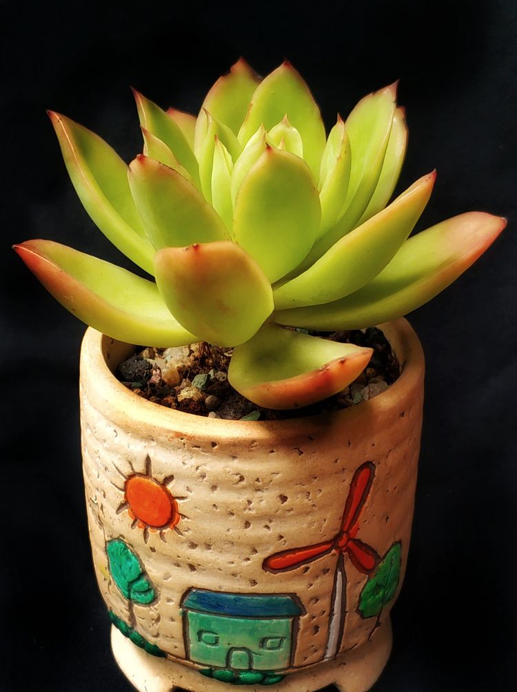 记录多肉长大的全过程,记录所有多肉成长过程