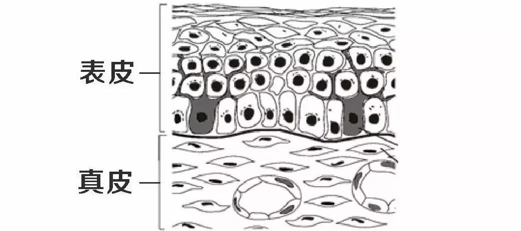 水膜保湿护理,水膜护肤正确方法