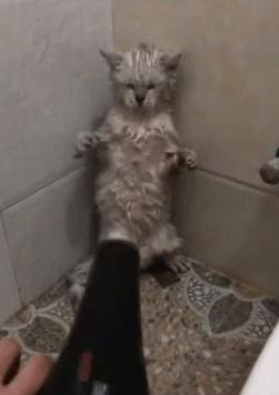 猫咪半个月洗一次澡会有跳蚤吗,猫咪多久洗一次澡合适夏天幼猫