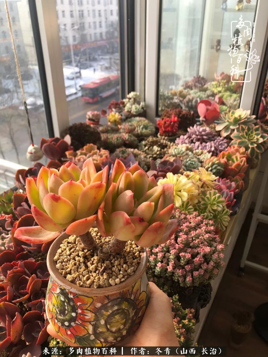 阳台养多肉徒长怎么办,阳台养多肉养殖方法和注意事项