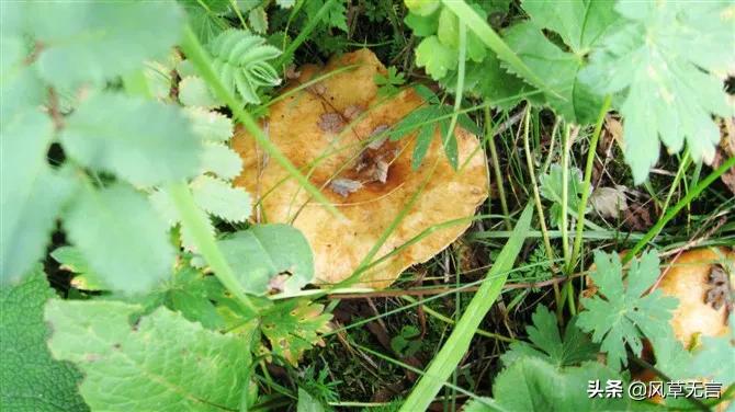 回归的日子伊犁之骑行