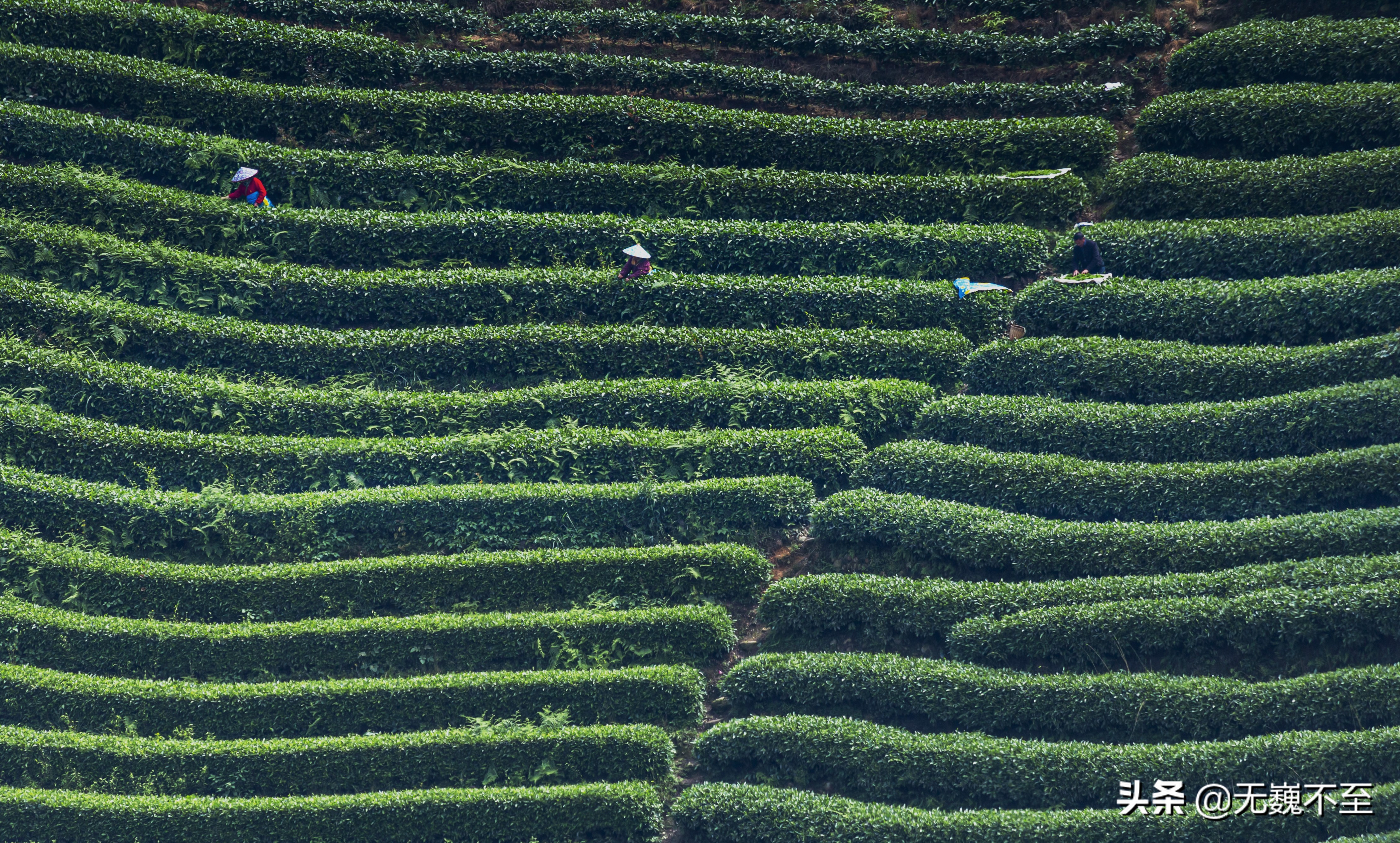 四川雅安牛碾坪万亩观光茶园绿道,雅安旅游景点十大排行榜牛背山