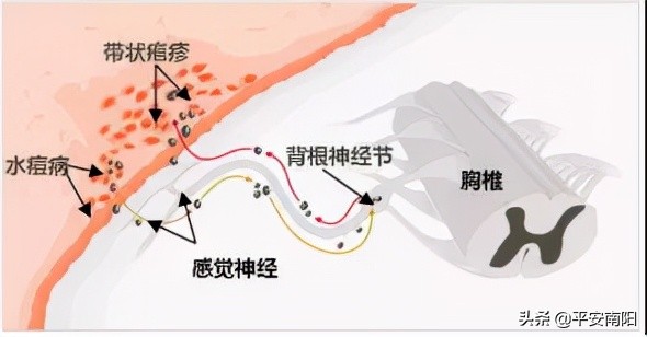 南阳市疾控局,南阳市卧龙区疾控中心