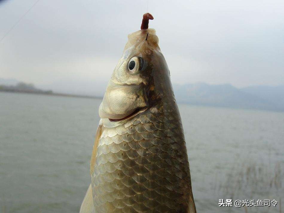 青蚯蚓和红蚯蚓哪个钓鱼效果好,大蚯蚓钓鱼好还是小蚯蚓好