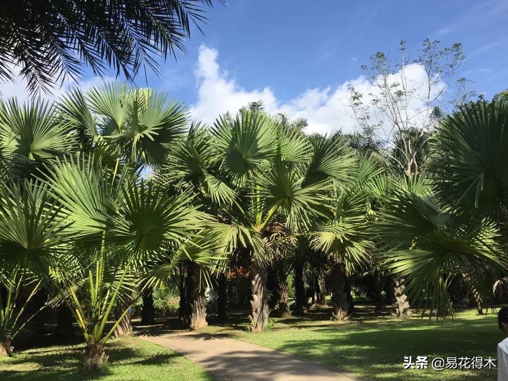 佛教为什么有五树六花,佛教中的五树六花图片