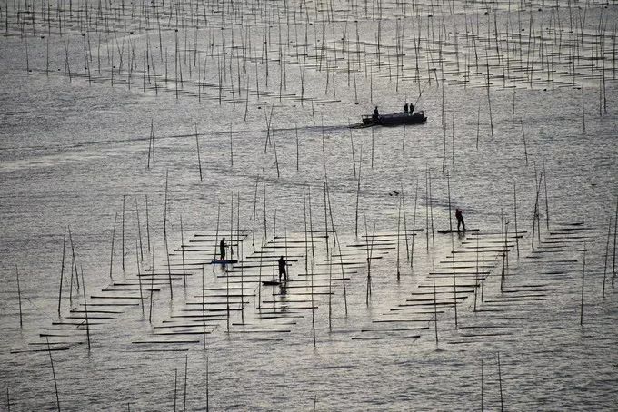 霞是光，浦是海：光与海的对话，吟唱出最美的滩涂