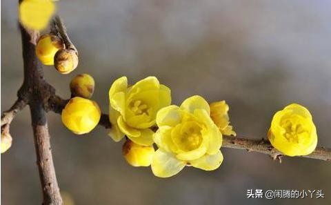 素心腊梅坚毅忠贞,高风亮节浩然正气