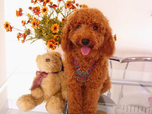 泰迪月经来了不吃东西,泰迪来例假20多天了