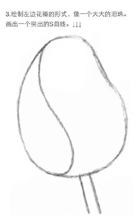 手拿玫瑰素描画,朱丽叶玫瑰素描画