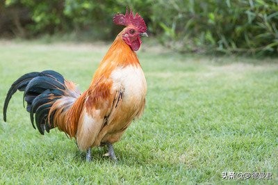 世界足坛五大神兽,世界十大威猛动物