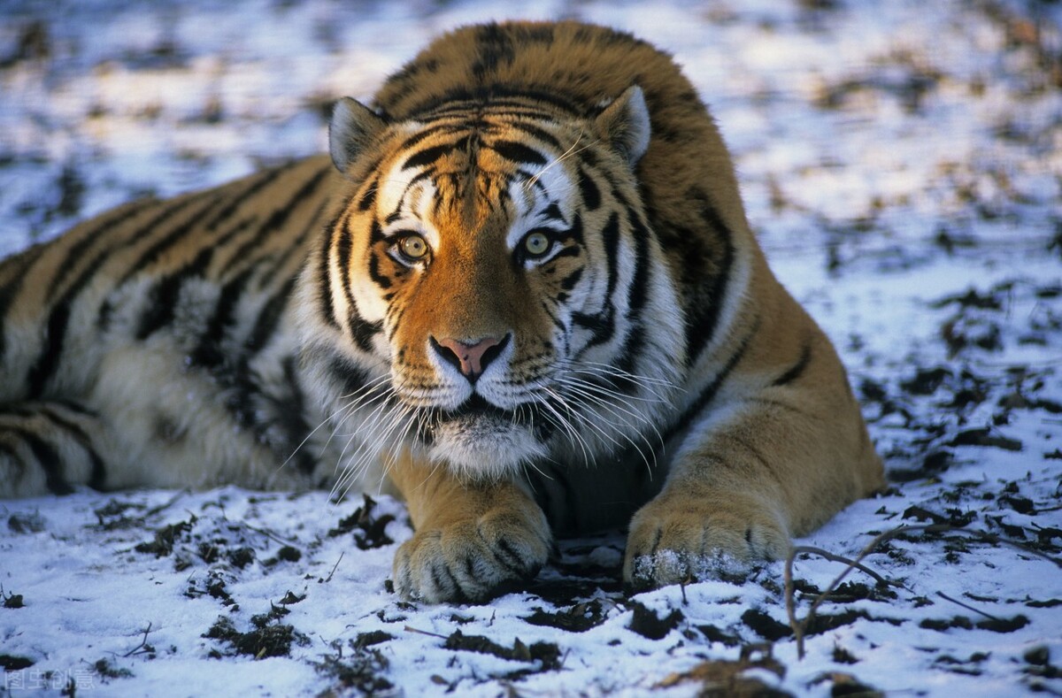 老虎逃离研究中心，为何再次冲撞猎人家的门？原来只为信任他