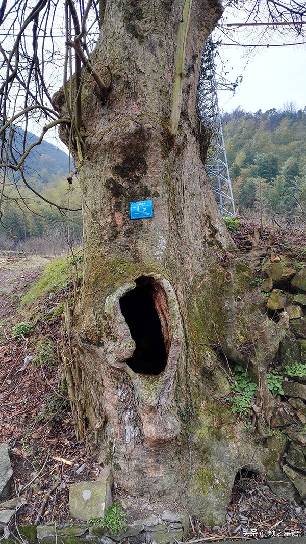 500年玉兰树,枯木逢春一树繁花