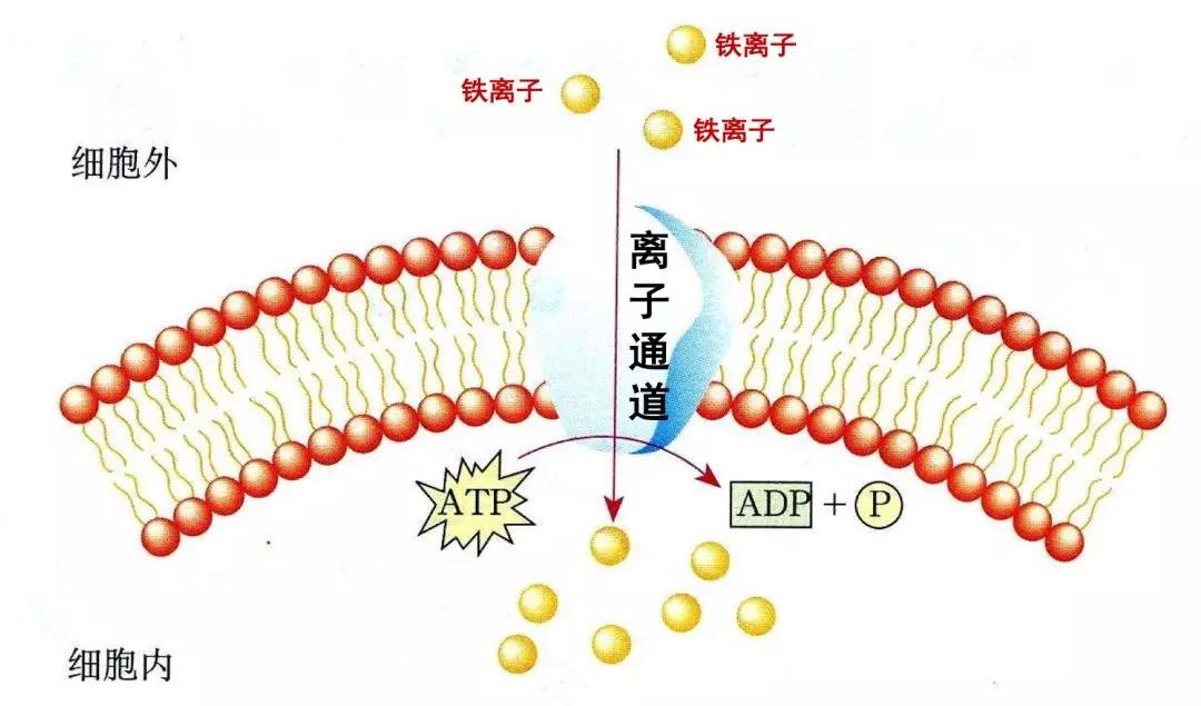 最新补铁剂,补铁剂中的铁元素检验