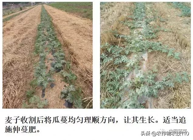 西瓜栽培技术有哪些,西瓜栽培技术全面的文字解释