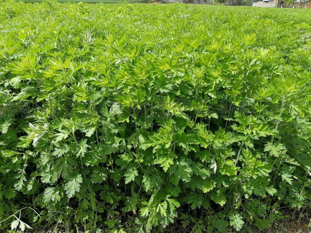 家里种植艾草能驱蚊吗,艾草驱虫的正确方法