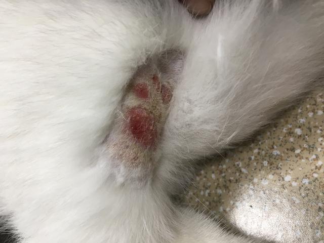 猫癣反反复复好不了怎么办,猫癣一直反反复复怎么办