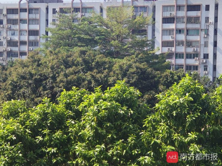 广州家里出现了好多小黑虫,广州吸血的小黑虫是啥