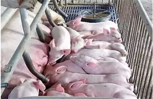 哺乳期母猪不吃食怎么办,哺乳母猪不吃食一招解决方法