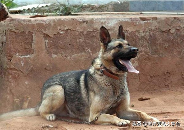 最适合当警犬的狗是哪一个品种,世界上最适合当警犬的五种狗狗