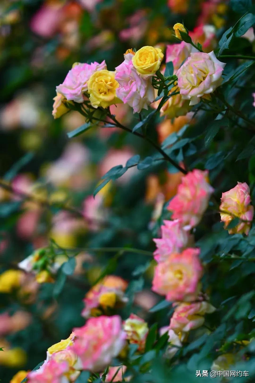 20210429|中国网约车每日简讯