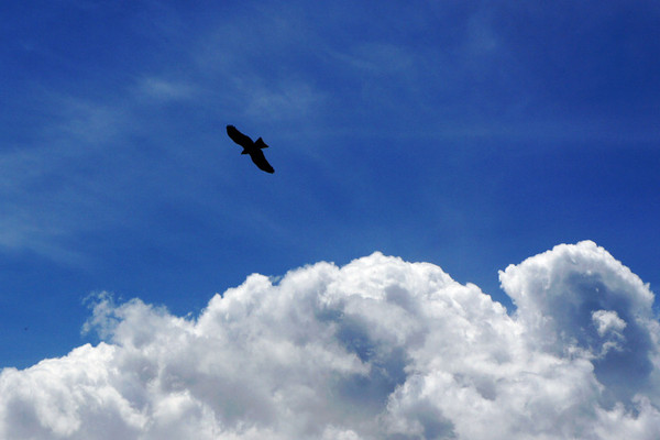 六月底的伊犁雪山,5月的伊犁草原