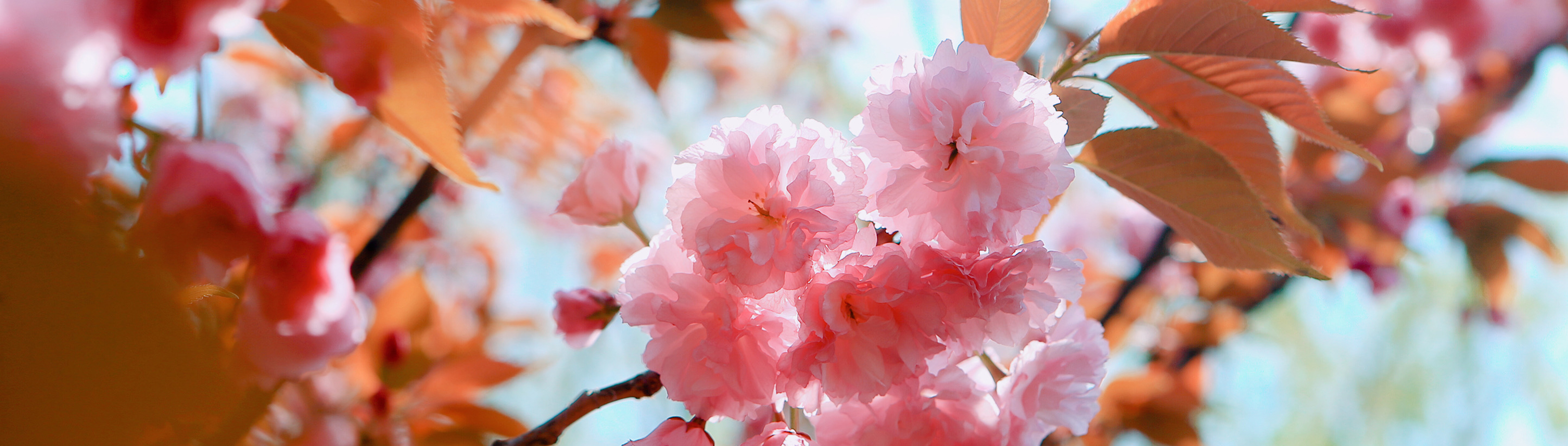 鍗椾含璐㈢粡澶уMBA,鍗椾含璐㈢粡澶уmba瀛﹁垂