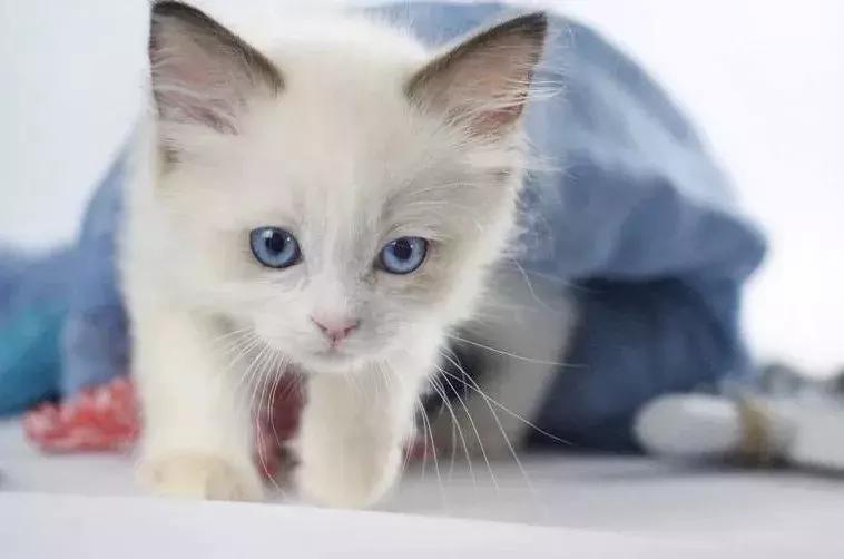 人类粪便或可治疗抑郁症！如果是你，能接受吗？