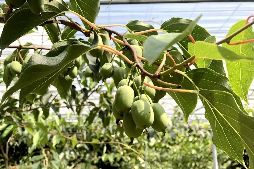 江阴哪里有猕猴桃,江阴猕猴桃